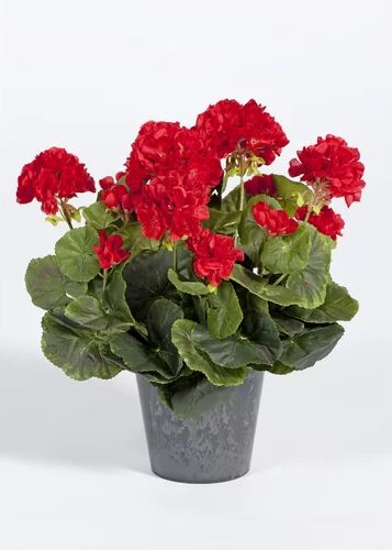 The Seasonal Aisle Geranium Floral Arrangement in Pot The Seasonal Aisle Flower Colour: Red  - Size: Medium