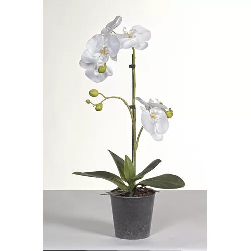 The Seasonal Aisle Phalaenopsis 62cm Artificial Flowering Plant in Pot The Seasonal Aisle  - Size: 174cm H X 97cm B X 210cm T