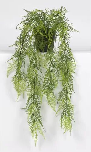 The Seasonal Aisle 79cm Asparagus Succulent in Pot The Seasonal Aisle  - Size: 118cm H X 60cm W X 24cm D