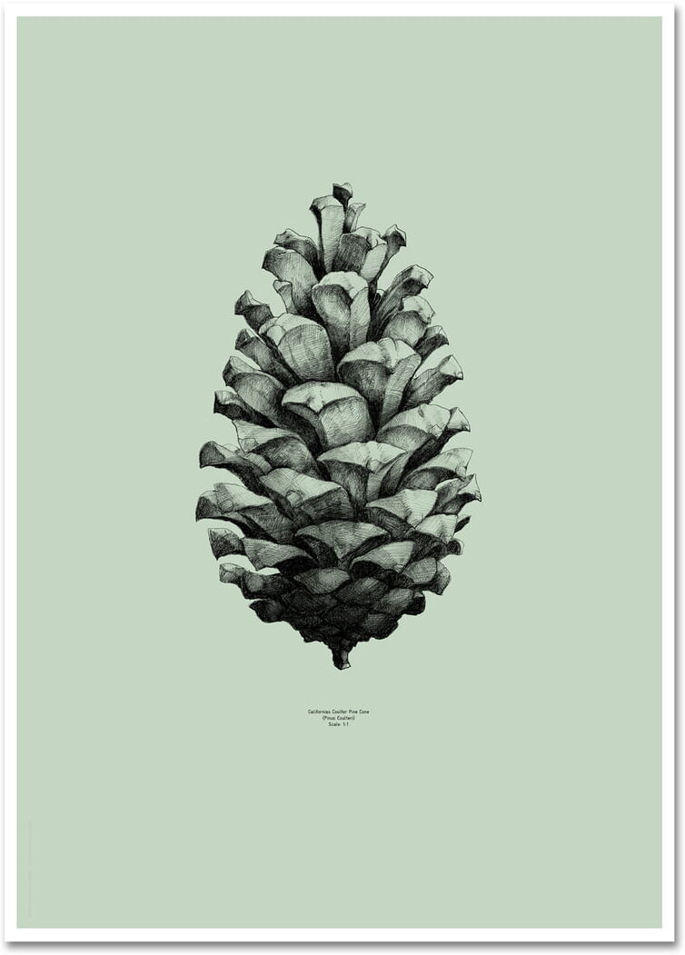 Paper Collective - Nature 1:1 Pine Cone (green)