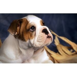 Papermoon Fototapete »BULLDOG-TIERE HUND BULLDOGE HUNDE WANDDEKO WANDBILD XXL« bunt  B/L: 2,00 m x 1,49 m