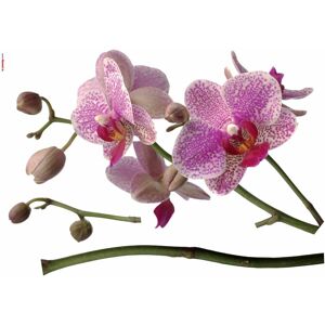 Komar Wandtattoo »Orchidee«, 100x70 cm (Breite x Höhe), selbstklebendes... lila