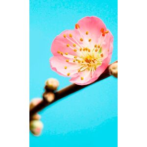 Komar Vliestapete »Peach Blossom«, (Breite x Höhe) blau/rosa/gelb  B/L: 1,5 m x 2,5 m