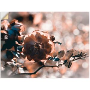 Artland Wandbild »Rose«, Blumen, (1 St.), als Leinwandbild, Wandaufkleber in... silberfarben Größe