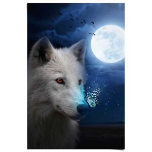 Reinders! Poster »Weisser Wolf« Blau Größe