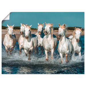 Artland Wandbild »Camargue Pferde galoppieren am Strand«, Haustiere, (1 St.),... weiss Größe
