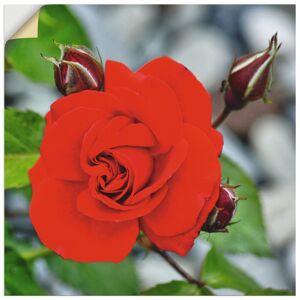 Artland Wandbild »Rote Rosenblüte mit Knospen«, Blumen, (1 St.), als... rot Größe