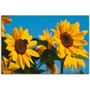 Artland Leinwandbild »Sonnenblumen«, Blumen, (1 St.), auf Keilrahmen gespannt gelb Größe