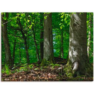 Artland Leinwandbild »Frühling im Buchenwald«, Wald, (1 St.), auf Keilrahmen... grün Größe