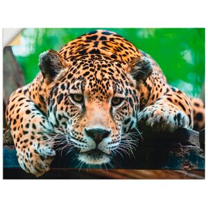 Artland Wandbild »Südamerikanischer Jaguar«, Wildtiere, (1 St.), als Alubild,... braun Größe