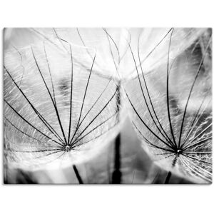 Artland Wandbild »Pusteblume in schwarzweiss«, Blumen, (1 St.), als Alubild,... schwarz Größe