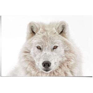 Reinders! Poster »Weisser Wolf«, (1 St.) weiss Größe