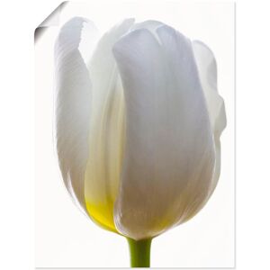 Artland Poster »Weisse Tulpe«, Blumen, (1 St.), als Alubild, Leinwandbild,... weiss Größe