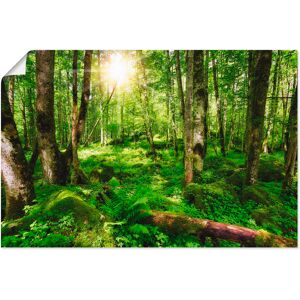 Artland Wandbild »Wald«, Wald, (1 St.), als Leinwandbild, Poster,... grün Größe