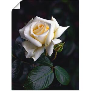 Artland Wandbild »Weiss-gelbe Rose«, Blumen, (1 St.), als Leinwandbild,... naturfarben Größe