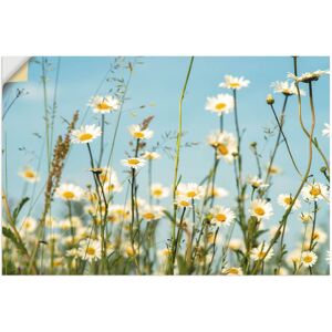 Artland Wandbild »Margeriten vor Sommer Himmel«, Blumenbilder, (1 St.), als... naturfarben Größe