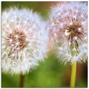 Artland Glasbild »Pusteblume Zweisamkeit«, Blumen, (1 St.), in verschiedenen... grün Größe