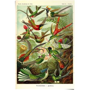 Reinders! Poster »Kolibris Lithografie«, (1 St.) mehrfarbig Größe