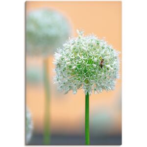 Artland Wandbild »Grosser Allium in Pastell«, Blumen, (1 St.), als... naturfarben Größe