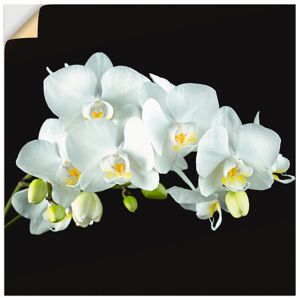 Artland Wandbild »Weisse Orchidee auf schwarzem Hintergrund«, Blumen, (1... weiss Größe