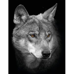 Bönninghoff Leinwandbild »Wolf«, (1 St.) schwarz Größe