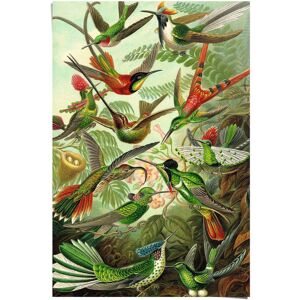 Reinders! Poster »Hummingbirds Vogel - Tiermotiv - Natur - Botanisch - Ernst... grün Größe