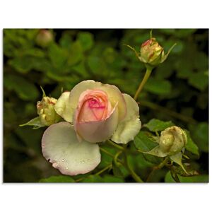 Artland Glasbild »Rosa Rose«, Blumen, (1 St.), in verschiedenen Grössen grün Größe