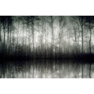 queence Leinwandbild »Der Nebel«, Bäume-Baumbilder, (1 St.), Akustikbild mit... grau Größe