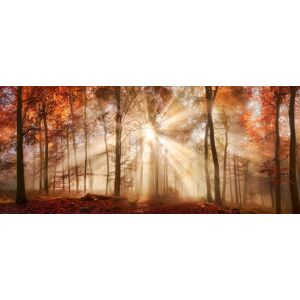 Bönninghoff Leinwandbild »Herbst«, Wald, (1 St.), BxH: 140x60 cm orange- braun- -gelb Größe