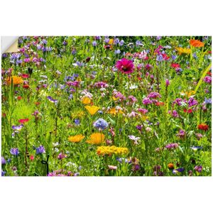 Artland Wandbild »Bunte Blumenwiese«, Blumenwiese, (1 St.), als Alubild,... bunt Größe