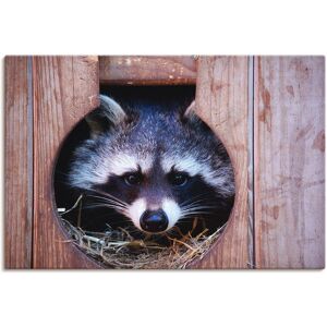 Artland Wandbild »Niedlicher kleiner Waschbär«, Wildtiere, (1 St.), als... bunt Größe