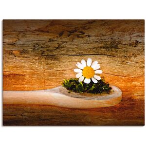 Artland Wandbild »Kamille«, Blumen, (1 St.), als Leinwandbild, Wandaufkleber... braun Größe