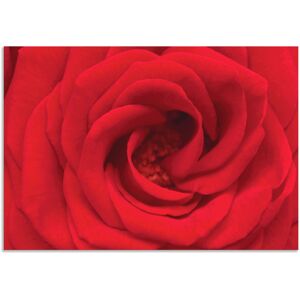 Artland Wandbild »Rote Rose«, Blumen, (1 St.), als Alubild, Outdoorbild,... rot Größe