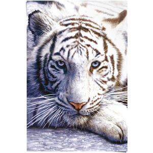 Reinders! Poster »Weisser Tiger«, (1 St.) weiss Größe