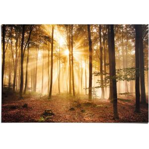 Reinders! Poster »Erleuchteter Wald«, (1 St.) braun Größe