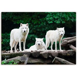 Artland Wandbild »Arktische Wölfe«, Wildtiere, (1 St.), als Leinwandbild,... weiss Größe