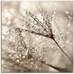 Artland Wandbild »Pusteblume Tautropfen«, Blumen, (1 St.), als Alubild,... naturfarben Größe