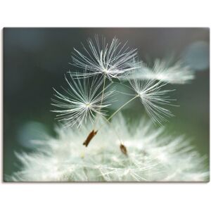 Artland Wandbild »Pusteblume Facility«, Blumen, (1 St.), als Alubild,... weiss Größe