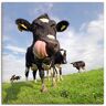 Artland Wandbild »Holstein-Kuh mit gewaltiger Zunge«, Haustiere, (1 St.), als... blau Größe