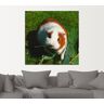 Artland Wandbild »Orange weisses Meerschweinchen«, Haustiere, (1 St.), als... naturfarben Größe