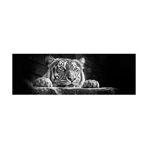 The Wall Deco-Panel Bild - Tigerkopf 90 x 29 cm