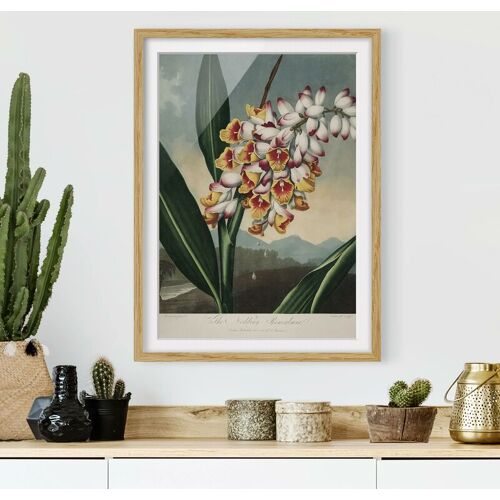 MICASIA Bild mit Rahmen – Botanik Vintage Illustration Ingwer mit Blüte Größe HxB: 40cm x 30cm, Rahmen: Eiche