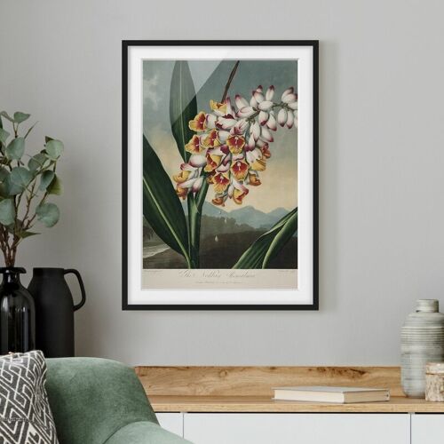 MICASIA Bild mit Rahmen – Botanik Vintage Illustration Ingwer mit Blüte Größe HxB: 55cm x 40cm, Rahmen: Schwarz