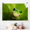 Poster Tiere - Querformat Wetterfrosch