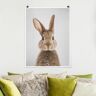 Poster Hase Hilbert