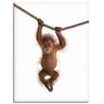 Wandbild ARTLAND "Baby Orang Utan hängt an Seil II" Bilder Gr. B/H: 60 cm x 80 cm, Leinwandbild Wildtiere Hochformat, 1 St., weiß Kunstdrucke als Alubild, Outdoorbild, Leinwandbild, Poster, Wandaufkleber