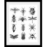 Bild QUEENCE "Insekten" Bilder Gr. B/H/T: 40 cm x 50 cm x 3 cm, schwarz Kunstdrucke in 3 Größen, gerahmt