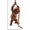 Glasbild ARTLAND "Baby Orang Utan hängt am Seil I" Bilder Gr. B/H: 30 cm x 60 cm, Wildtiere, 1 St., weiß Glasbilder in verschiedenen Größen