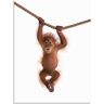 Wandbild ARTLAND "Baby Orang Utan hängt an Seil II" Bilder Gr. B/H: 60 cm x 80 cm, Alu-Dibond-Druck Wildtiere Hochformat, 1 St., weiß Kunstdrucke als Alubild, Outdoorbild, Leinwandbild, Poster, Wandaufkleber