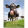 Glasbild ARTLAND "Holstein-Kuh mit gewaltiger Zunge" Bilder Gr. B/H: 45 cm x 60 cm, Haustiere, 1 St., blau Glasbilder in verschiedenen Größen